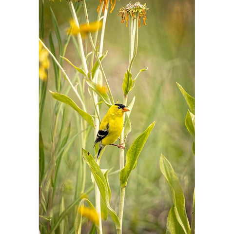USA-Colorado-Fort Collins Male American goldfinch close-up Black Modern Wood Framed Art Print by Jaynes Gallery
