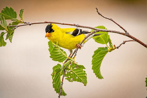 USA-Colorado-Fort Collins Male American goldfinch close-up White Modern Wood Framed Art Print with Double Matting by Jaynes Gallery