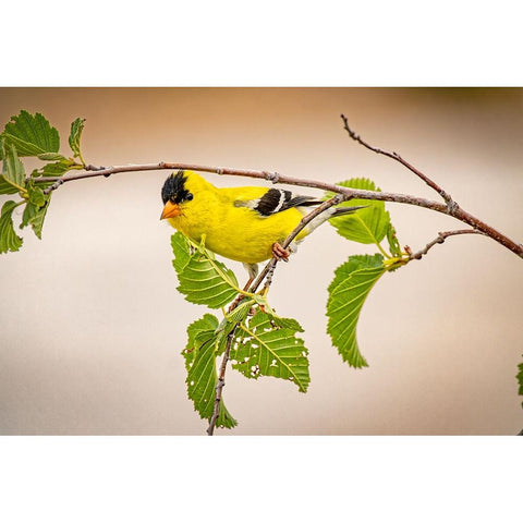 USA-Colorado-Fort Collins Male American goldfinch close-up Black Modern Wood Framed Art Print by Jaynes Gallery