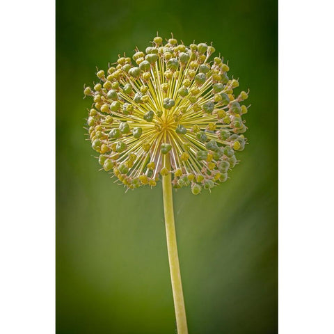 USA-Colorado-Fort Collins Yellow allium plant close-up White Modern Wood Framed Art Print by Jaynes Gallery