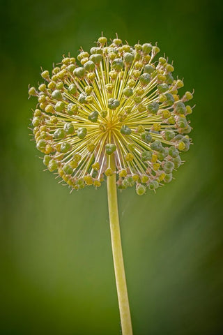USA-Colorado-Fort Collins Yellow allium plant close-up Black Ornate Wood Framed Art Print with Double Matting by Jaynes Gallery