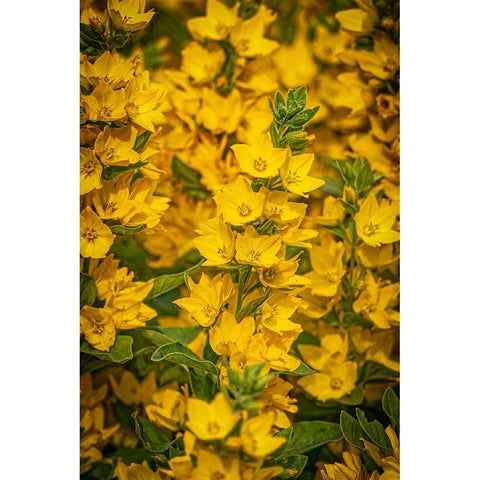 USA-Colorado-Fort Collins Yellow loosestrife flowers Black Modern Wood Framed Art Print by Jaynes Gallery