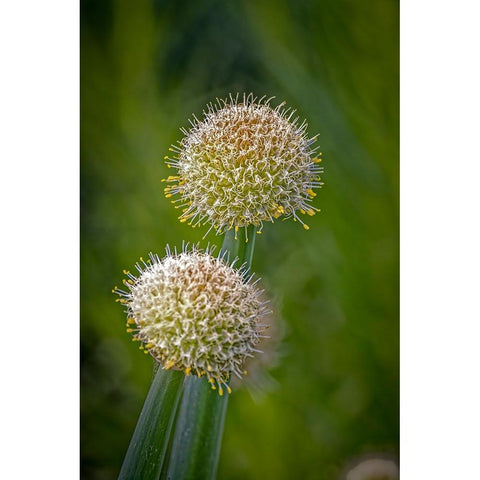 USA-Colorado-Fort Collins White allium plant close-up Black Modern Wood Framed Art Print with Double Matting by Jaynes Gallery
