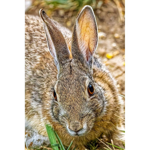 USA-Colorado-Fort Collins Eastern cottontail rabbit close-up Gold Ornate Wood Framed Art Print with Double Matting by Jaynes Gallery
