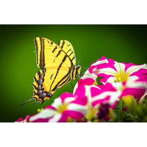 USA-Colorado-Fort Collins Eastern tiger swallowtail on petunia flowers Black Modern Wood Framed Art Print by Jaynes Gallery