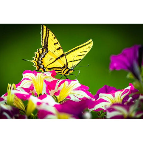 USA-Colorado-Fort Collins Eastern tiger swallowtail on petunia flowers Black Modern Wood Framed Art Print by Jaynes Gallery