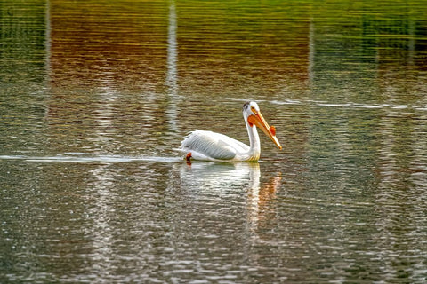 USA-Colorado-Windsor American white pelican swimming in pond Black Ornate Wood Framed Art Print with Double Matting by Jaynes Gallery