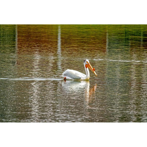USA-Colorado-Windsor American white pelican swimming in pond Black Modern Wood Framed Art Print by Jaynes Gallery
