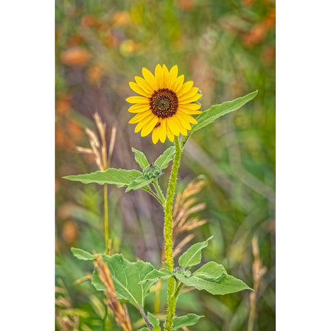 USA-Colorado-Windsor Close-up of sunflower Black Modern Wood Framed Art Print with Double Matting by Jaynes Gallery