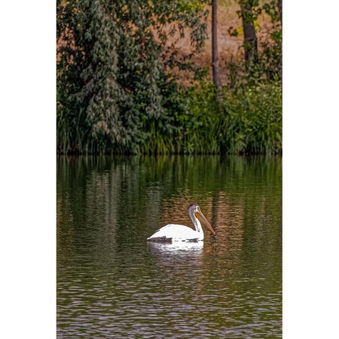 USA-Colorado-Windsor American white pelican swimming in pond Black Modern Wood Framed Art Print by Jaynes Gallery