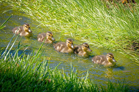USA-Colorado-Fort Collins Mallard ducklings swimming in stream White Modern Wood Framed Art Print with Double Matting by Jaynes Gallery