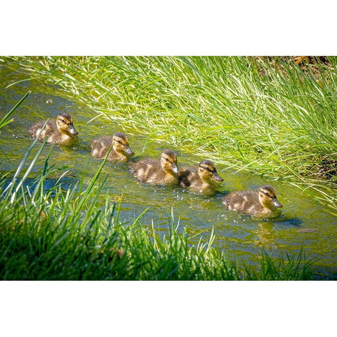 USA-Colorado-Fort Collins Mallard ducklings swimming in stream Black Modern Wood Framed Art Print with Double Matting by Jaynes Gallery