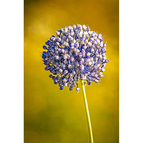 USA-Colorado-Fort Collins Blue allium flower Black Modern Wood Framed Art Print by Jaynes Gallery