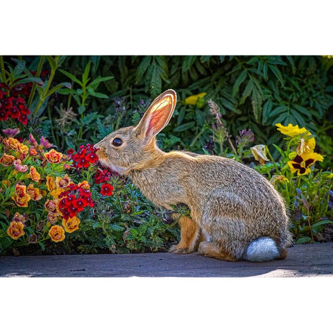 USA-Colorado-Fort Collins Eastern cottontail rabbit close-up Black Modern Wood Framed Art Print with Double Matting by Jaynes Gallery