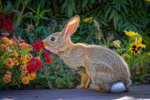USA-Colorado-Fort Collins Eastern cottontail rabbit close-up Black Ornate Wood Framed Art Print with Double Matting by Jaynes Gallery