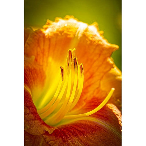 USA-Colorado-Fort Collins Close-up of yellow lily Black Modern Wood Framed Art Print by Jaynes Gallery
