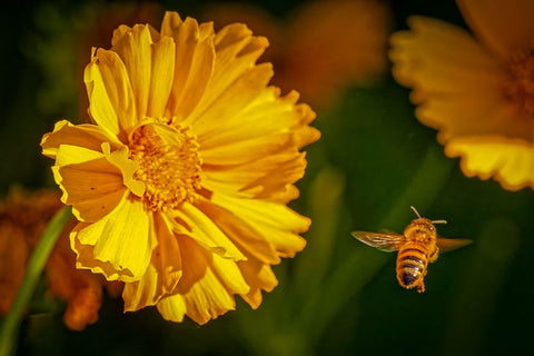 USA-Colorado-Fort Collins Honey bee flying near yellow flower Black Ornate Wood Framed Art Print with Double Matting by Jaynes Gallery