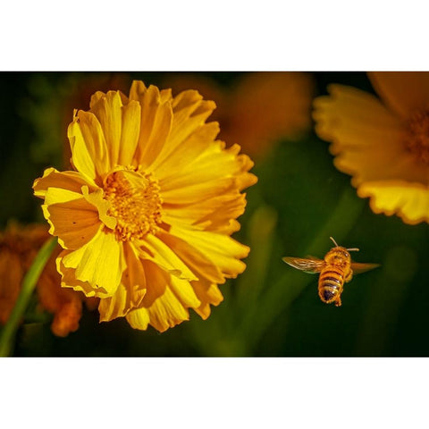USA-Colorado-Fort Collins Honey bee flying near yellow flower Black Modern Wood Framed Art Print by Jaynes Gallery