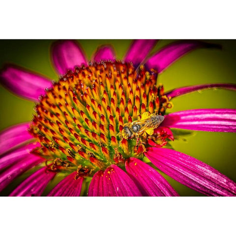USA-Colorado-Fort Collins Honey bee on echinacea flower Black Modern Wood Framed Art Print by Jaynes Gallery
