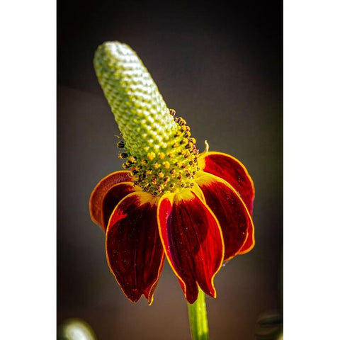 USA-Colorado-Fort Collins Prairie coneflower close-up Black Modern Wood Framed Art Print by Jaynes Gallery