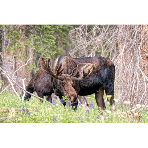 USA-Colorado-Cameron Pass Shiras moose male and female grazing Black Modern Wood Framed Art Print by Jaynes Gallery