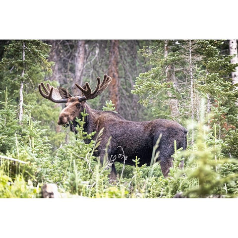 USA-Colorado-Cameron Pass Shiras male moose grazing in forest Black Modern Wood Framed Art Print by Jaynes Gallery