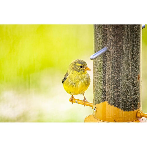 USA-Colorado-Fort Collins Young male American goldfinch Black Modern Wood Framed Art Print by Jaynes Gallery