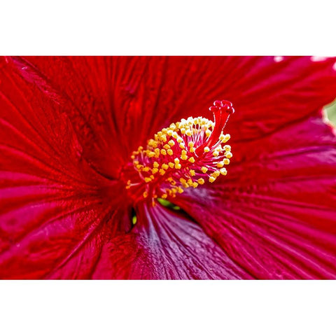 USA-Colorado-Fort Collins Hibiscus flower detail Black Modern Wood Framed Art Print by Jaynes Gallery