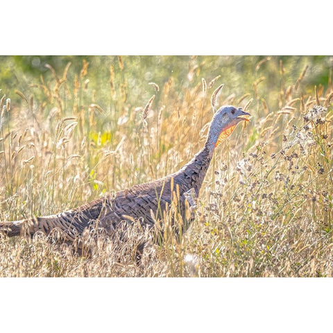 USA-Colorado-Fort Collins Merriam wild turkey in grassy field Black Modern Wood Framed Art Print with Double Matting by Jaynes Gallery