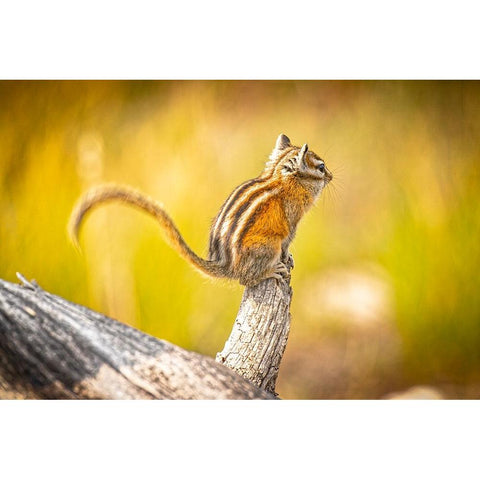 USA-Colorado Least chipmunk on log Black Modern Wood Framed Art Print by Jaynes Gallery