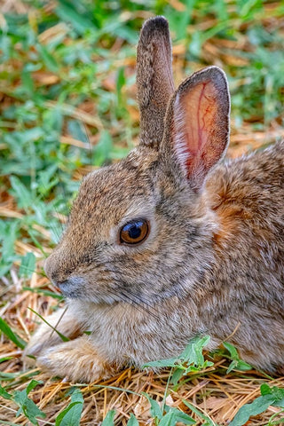 USA-Colorado-Fort Collins Eastern cottontail rabbit close-up Black Ornate Wood Framed Art Print with Double Matting by Jaynes Gallery