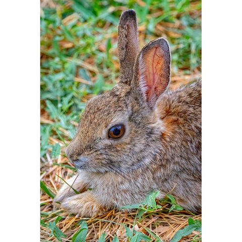 USA-Colorado-Fort Collins Eastern cottontail rabbit close-up Black Modern Wood Framed Art Print by Jaynes Gallery