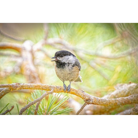 USA-Colorado-Fort Collins Black-capped chickadee on tree limb Gold Ornate Wood Framed Art Print with Double Matting by Jaynes Gallery