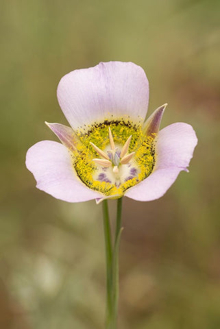 USA-Colorado-Woodland Park Mariposa lily close-up Black Ornate Wood Framed Art Print with Double Matting by Jaynes Gallery