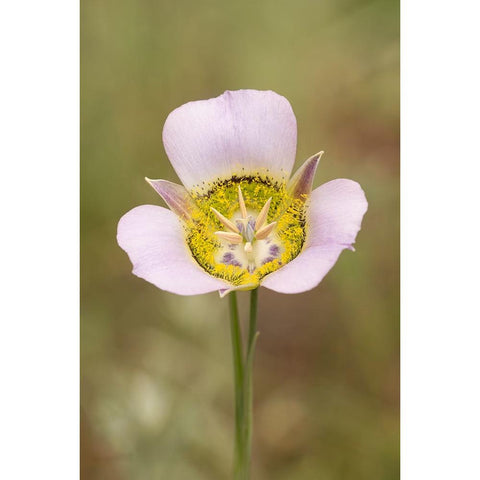 USA-Colorado-Woodland Park Mariposa lily close-up Black Modern Wood Framed Art Print by Jaynes Gallery