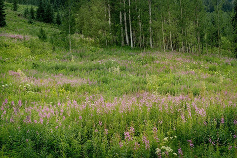 USA-Colorado-Gunnison National Forest Fireweed wildflowers and aspens in meadow White Modern Wood Framed Art Print with Double Matting by Jaynes Gallery