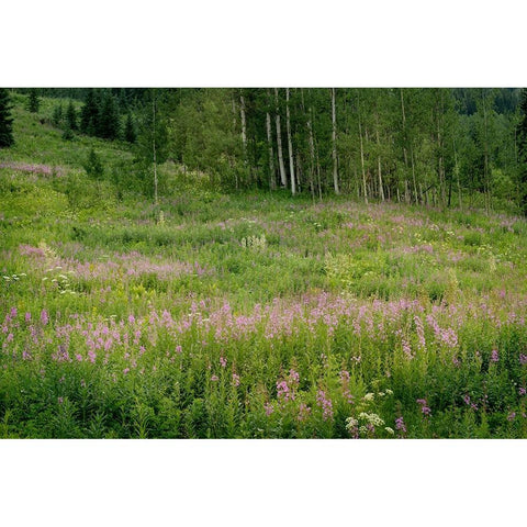 USA-Colorado-Gunnison National Forest Fireweed wildflowers and aspens in meadow Black Modern Wood Framed Art Print by Jaynes Gallery