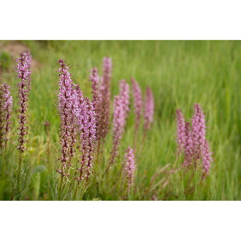 USA-Colorado-Gunnison National Forest Elephant head flowers close-up White Modern Wood Framed Art Print by Jaynes Gallery