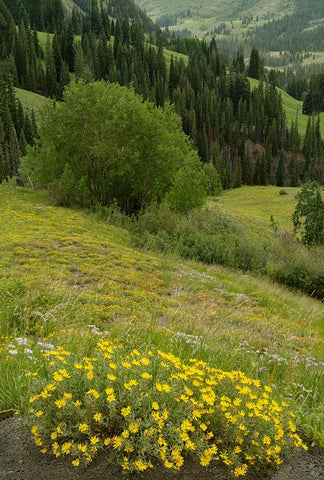 USA-Colorado-Gunnison National Forest Hairy golden aster flowers and mountain landscape Black Ornate Wood Framed Art Print with Double Matting by Jaynes Gallery