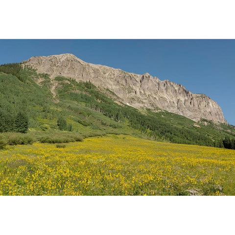 USA-Colorado-Gunnison National Forest Mule-ears flowers in field below Gothic Mountain White Modern Wood Framed Art Print by Jaynes Gallery