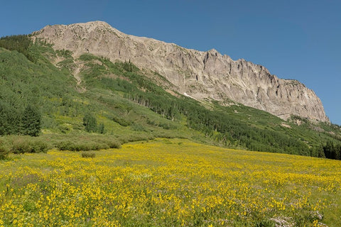 USA-Colorado-Gunnison National Forest Mule-ears flowers in field below Gothic Mountain Black Ornate Wood Framed Art Print with Double Matting by Jaynes Gallery