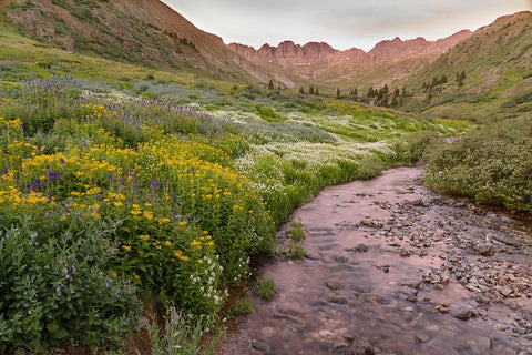 USA-Colorado Mountain landscape with wildflowers and stream Black Ornate Wood Framed Art Print with Double Matting by Jaynes Gallery