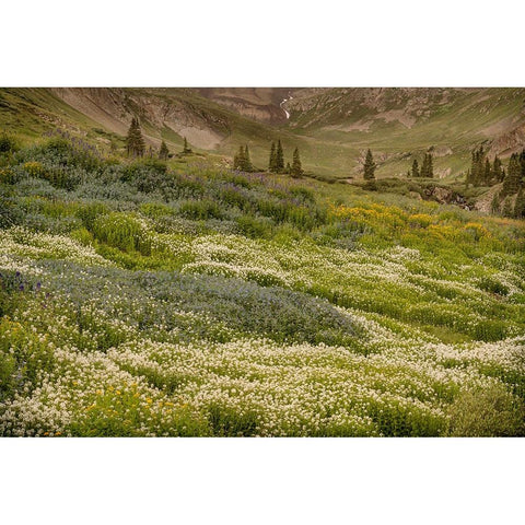 USA-Colorado-American Basin Wildflowers in mountain meadow Black Modern Wood Framed Art Print by Jaynes Gallery