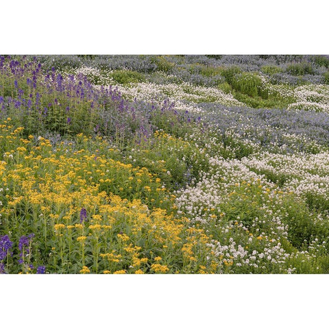 USA-Colorado-American Basin Wildflowers in mountain meadow Black Modern Wood Framed Art Print by Jaynes Gallery