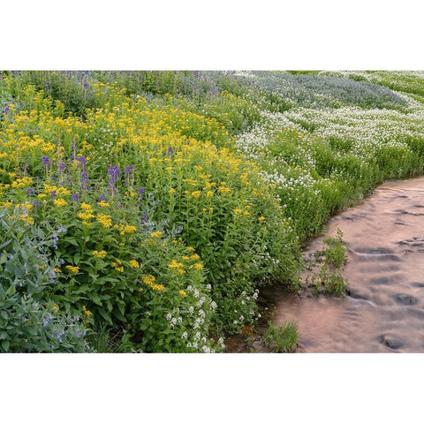 USA-Colorado Mountain wildflowers and stream White Modern Wood Framed Art Print by Jaynes Gallery