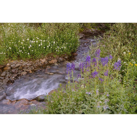 USA-Colorado Mountain wildflowers and stream White Modern Wood Framed Art Print by Jaynes Gallery
