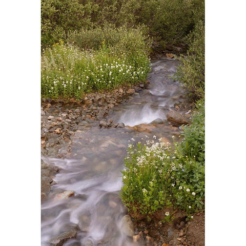 USA-Colorado Mountain wildflowers and stream Black Modern Wood Framed Art Print with Double Matting by Jaynes Gallery