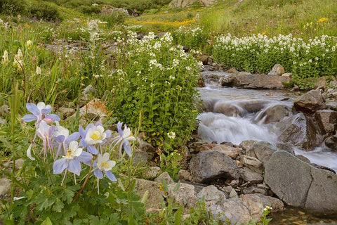 USA-Colorado Mountain wildflowers and stream Black Ornate Wood Framed Art Print with Double Matting by Jaynes Gallery