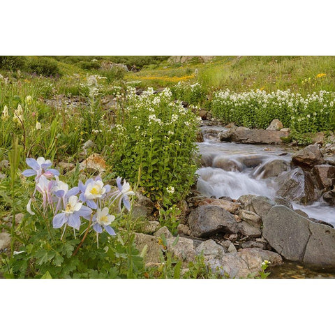 USA-Colorado Mountain wildflowers and stream Black Modern Wood Framed Art Print by Jaynes Gallery