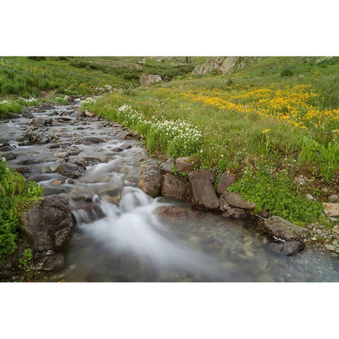 USA-Colorado Mountain wildflowers and stream White Modern Wood Framed Art Print by Jaynes Gallery